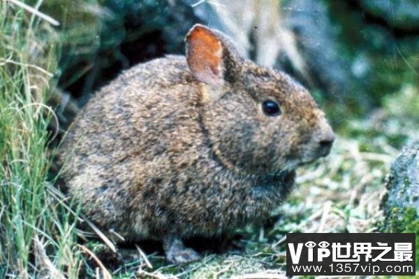 世界第二小的兔子：火山兔耳朵短小，仅36厘米长