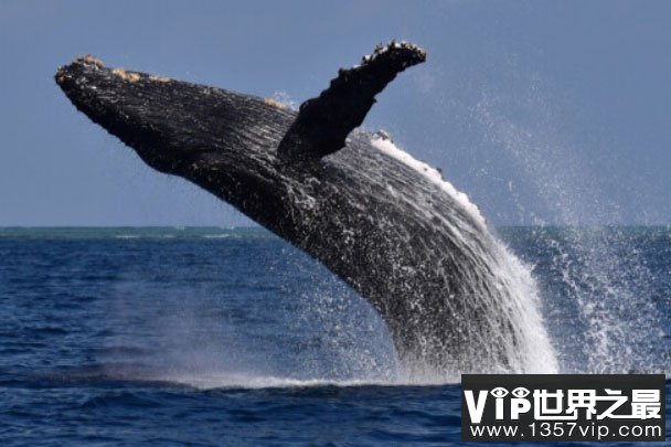 世界上现存最大的动物：蓝鲸