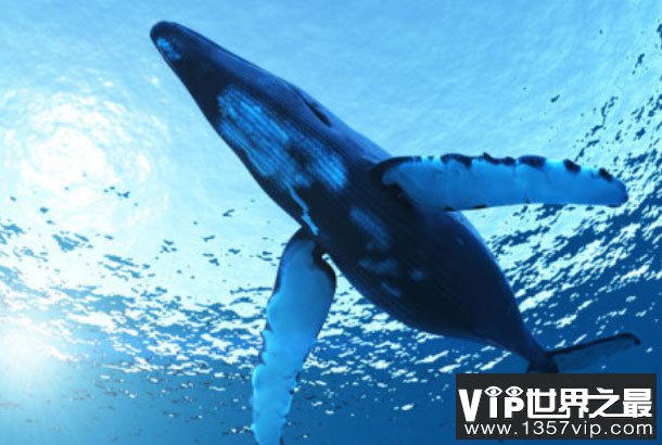 世界上现存最大的动物：蓝鲸