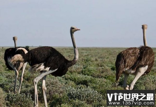 世界上体型最大的鸟类：鸵鸟可达2.8米高