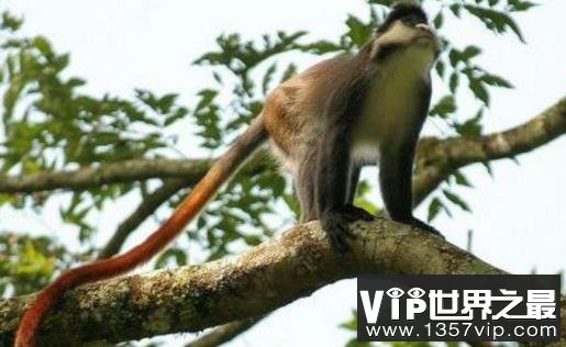 世界上尾巴最长的猴子：尾巴可长达75厘米