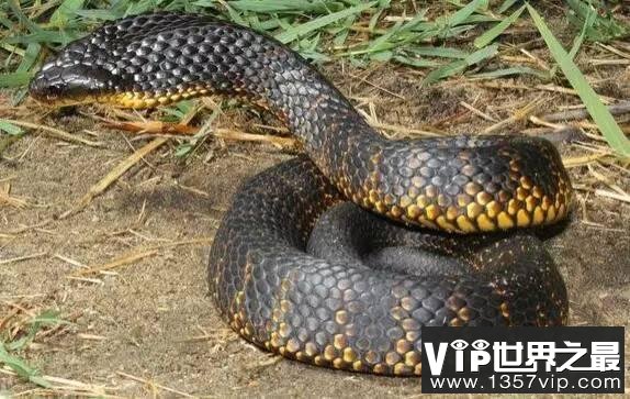 澳洲10大最致命的毒蛇