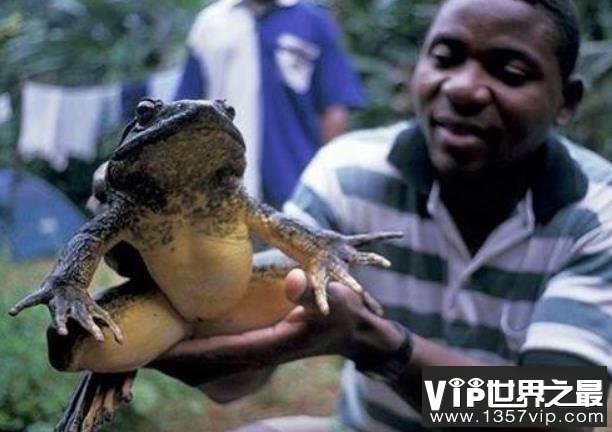 世界上最大的水蛙：非洲巨蛙