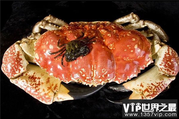 世界上最大的食用蟹，皇帝蟹