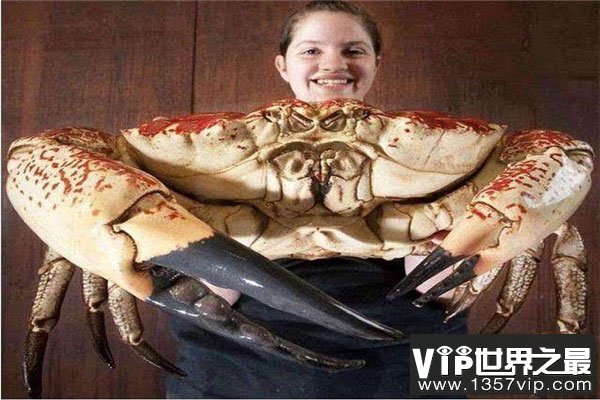 世界上最大的食用蟹，皇帝蟹
