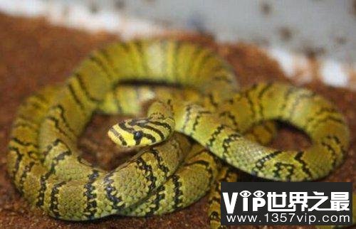 世界上最美的无毒蛇，横斑锦蛇