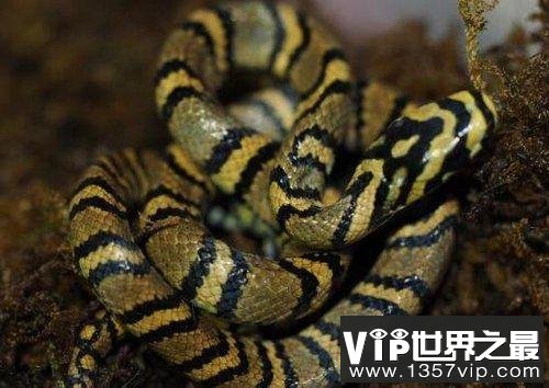 世界上最美的无毒蛇，横斑锦蛇