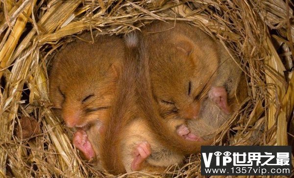 世界最能睡动物睡鼠：仅五年寿命四年都在睡觉