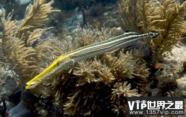 世界上身体最奇特的鱼：斑点管口鱼像根软水管