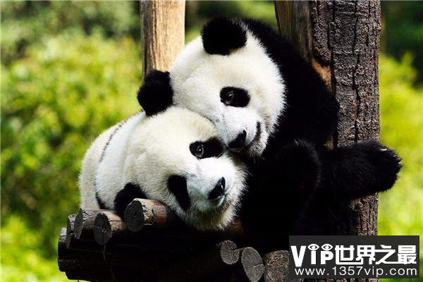 世界上最萌的动物排名前五：大熊猫