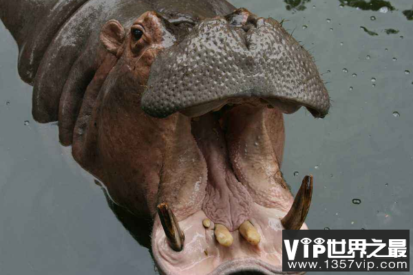 世界上嘴巴最大的动物：河马能一口咬断小鳄鱼