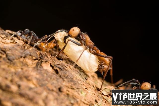 世界上让人毛骨悚然的两种蚂蚁：破坏力极强