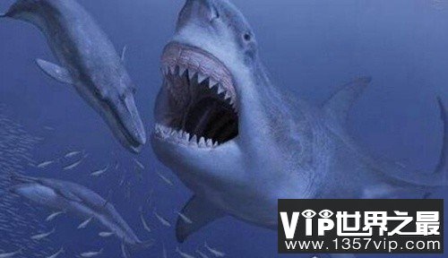 史上牙齿最长的鲨鱼，巨牙鲨牙齿最大有17厘米