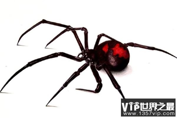世界十大恐怖蜘蛛