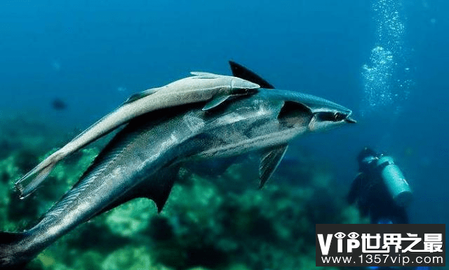 世界上最懒的鱼叫什么：吸盘鱼靠吸附到处“旅行”