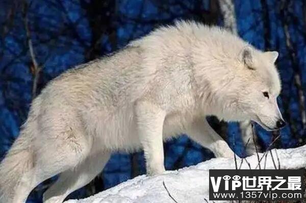 狼的战斗力十大排名：灰狼上榜，极地狼夺冠