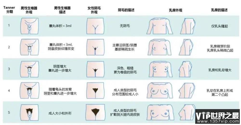 私处毛毛的基本情况