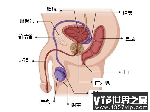 什么是附睾睾丸炎