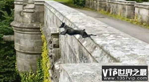全球最诡异的桥：有600条狗在桥上自杀