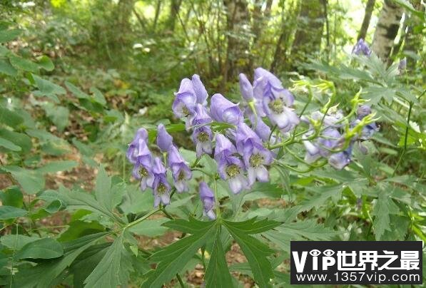 中国八大有剧毒的植物：乌头和断肠草位居前两名