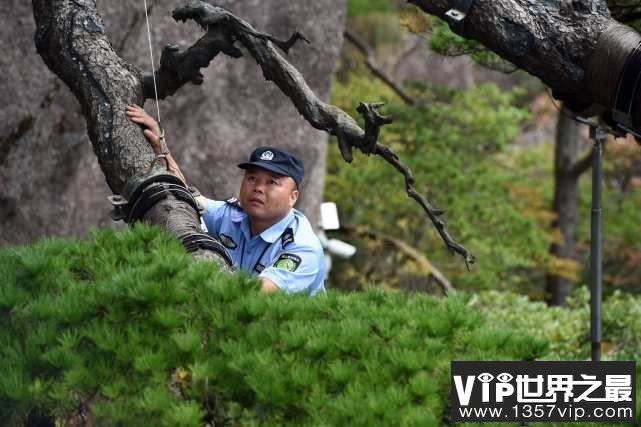 我国最特殊的三棵树：武夷山大红袍母树投保1亿