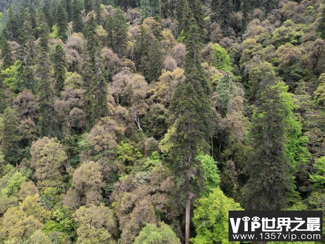 中国最高的树有多少米？中国新树王高达83.2米！