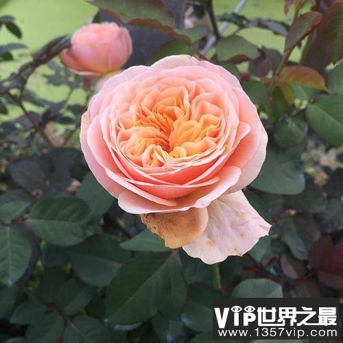 十大稀少月季花品种：最稀有的月季花品种有哪些？