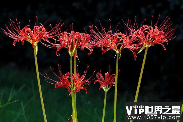 十大不吉利花排行榜：昙花上榜，彼岸花居榜首