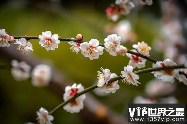 十大不吉利花排行榜：昙花上榜，彼岸花居榜首