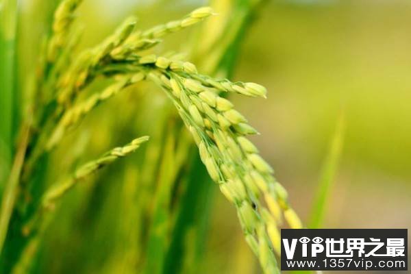 高产水稻前十名的品种，连粳11号排第一名
