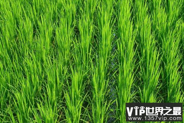 高产水稻前十名的品种，连粳11号排第一名