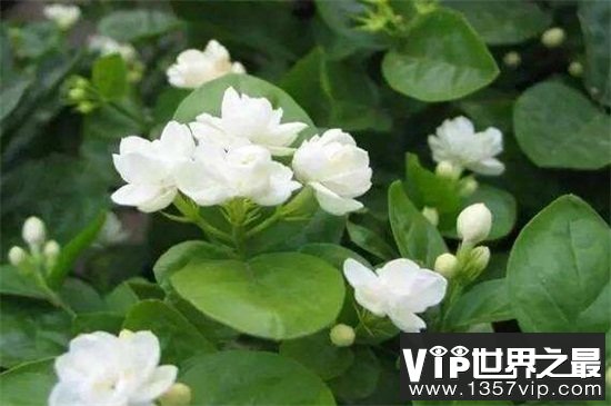 盘点10种最香最美花卉：丁香花上榜，栀子花高居榜首