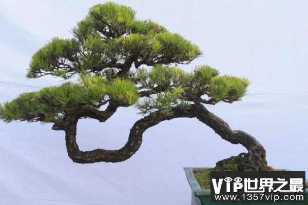 中国最贵的十大盆景，高档盆景树种有哪些？
