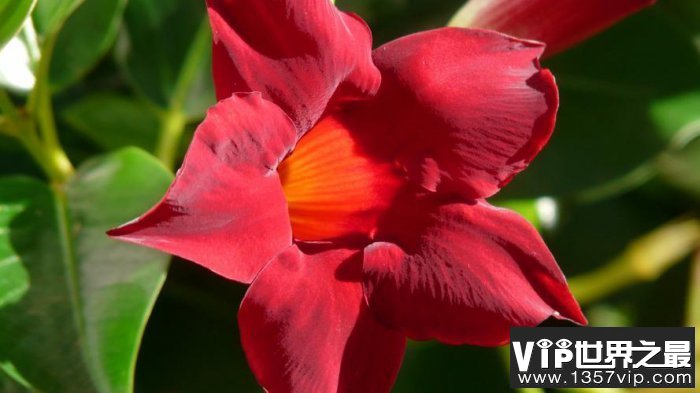 十大最香爬藤的花：紫藤花和红婵花位列榜首