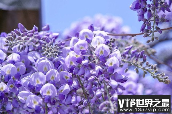 十大最香爬藤的花：紫藤花和红婵花位列榜首