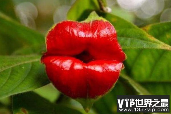 世界上最性感的花：嘴唇花犹如女人的红唇