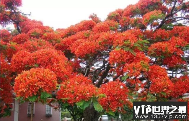 杜鹃花树