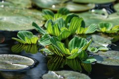 鱼缸上面适合放什么植物：水芙蓉、水葫芦双双入榜