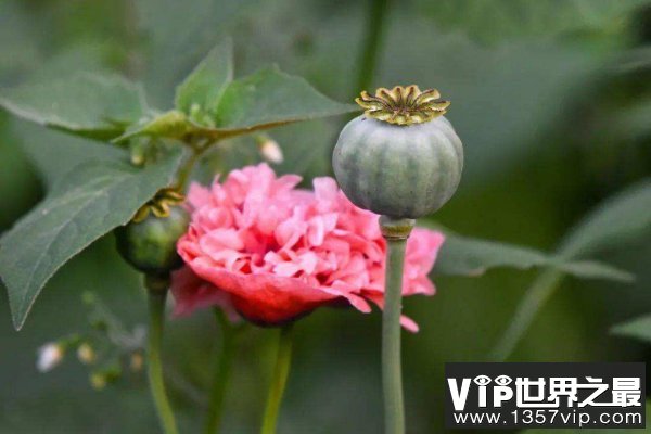 世界上最美最毒的花：罂粟被称为恶之花