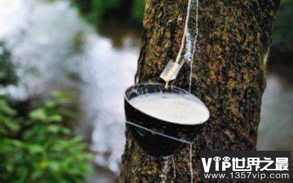 世界上最神奇的牛奶树：割树皮有牛奶流出