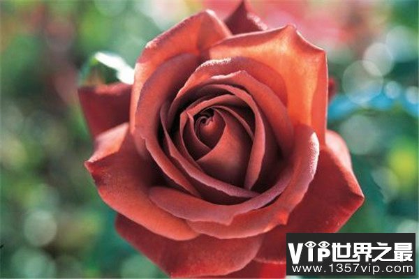世界上十种最美的玫瑰花