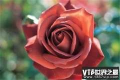 世界上十种最美的玫瑰花，你认识哪几种？