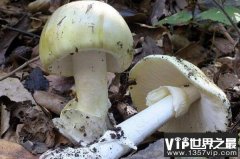最致命的十种毒蘑菇，每种都含有致命毒素