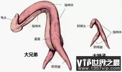 性腺属于同源器官