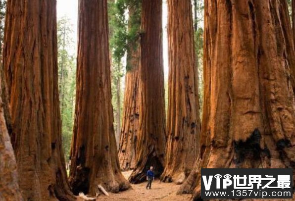 世界上体积最大的树