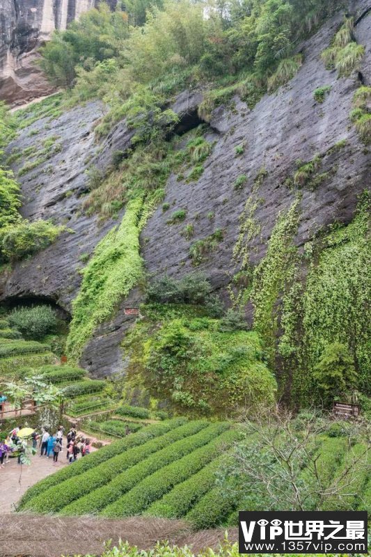 大红袍母树