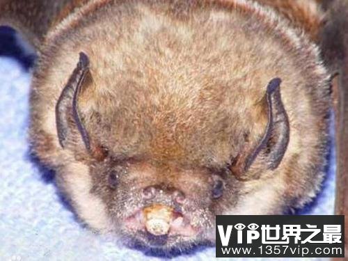 世界上最凶残的蝙蝠，猪脸大蝙蝠嗜血成性