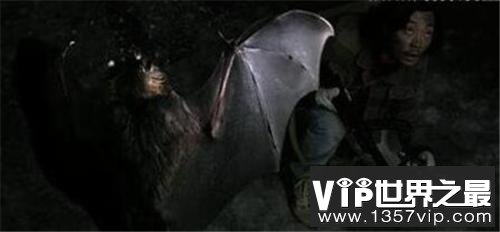 世界上最凶残的蝙蝠，猪脸大蝙蝠嗜血成性