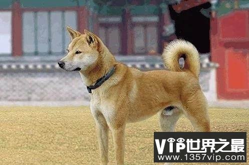 中华田园犬