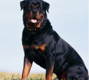 世界上最凶的狗十大排行榜